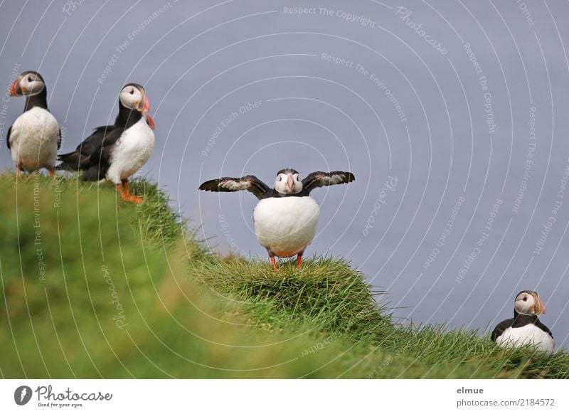 Puffins OOO -O- O Gras Küste Meer Atlantik Heimaey Island Wildtier Vogel Papageitaucher Lunde Tiergruppe beobachten Kommunizieren stehen warten authentisch