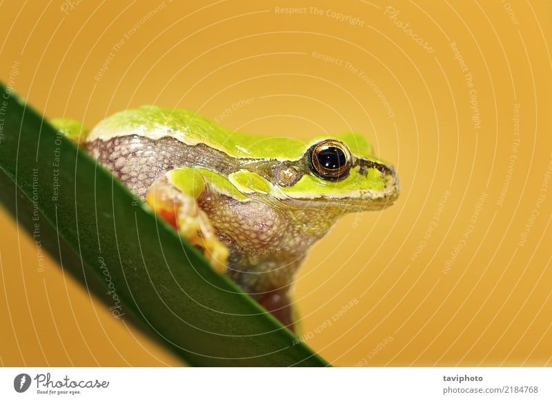 Nahaufnahme von niedlichen Hyla Arborea schön Garten Umwelt Natur Tier Baum Blatt stehen klein lustig natürlich schleimig wild braun grün Farbe Frosch Tierwelt