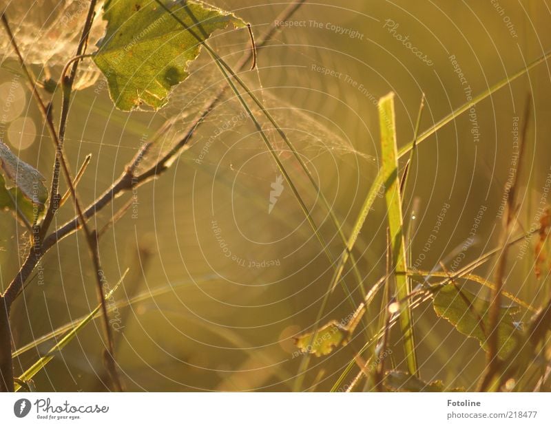 Natur pur! Umwelt Pflanze Sonnenaufgang Sonnenuntergang Herbst Gras Sträucher Blatt Wildpflanze hell natürlich braun grün Spinngewebe Spinnennetz Farbfoto