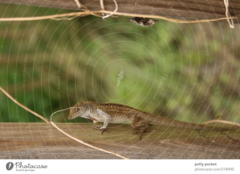 Wildes Leben Natur Wildtier Salamander Lurch 1 Tier beobachten natürlich Farbfoto Außenaufnahme Menschenleer Textfreiraum Mitte Tag Schwache Tiefenschärfe