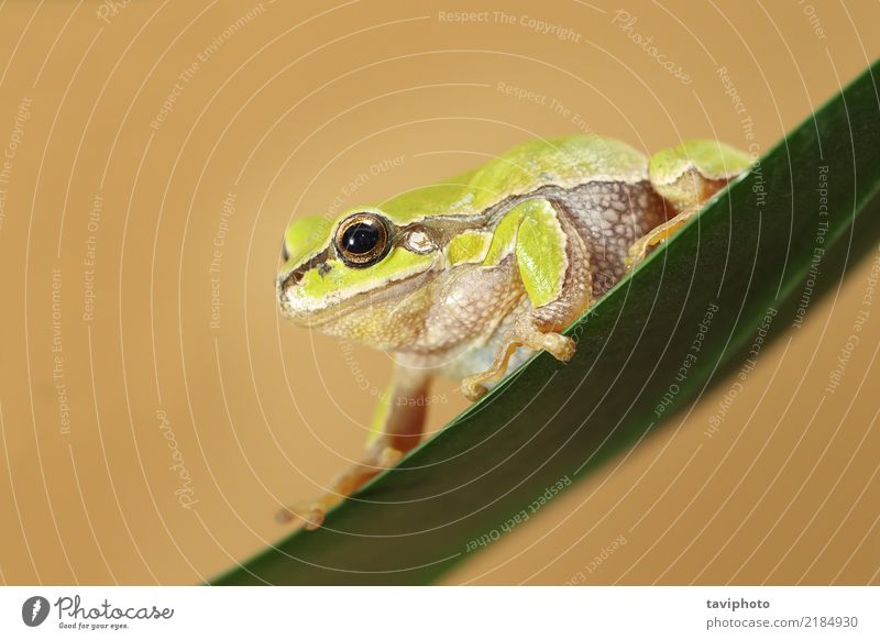 Hyla arborea auf einem Blatt schön Klettern Bergsteigen Finger Umwelt Natur Tier Baum Wald sitzen springen klein natürlich niedlich wild grün Farbe Frosch