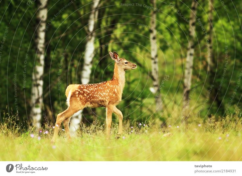 Rotwildjunge in einer Lichtung schön Sommer Kind Baby Frau Erwachsene Natur Tier Gras Wiese Wald Pelzmantel Wildtier klein natürlich niedlich braun rot