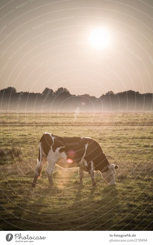 Oktoberwiese Umwelt Natur Landschaft Pflanze Tier Sonne Wetter Nebel Gras Wiese Nutztier Kuh Rind 1 Fressen Landwirtschaft Viehweide Farbfoto Außenaufnahme