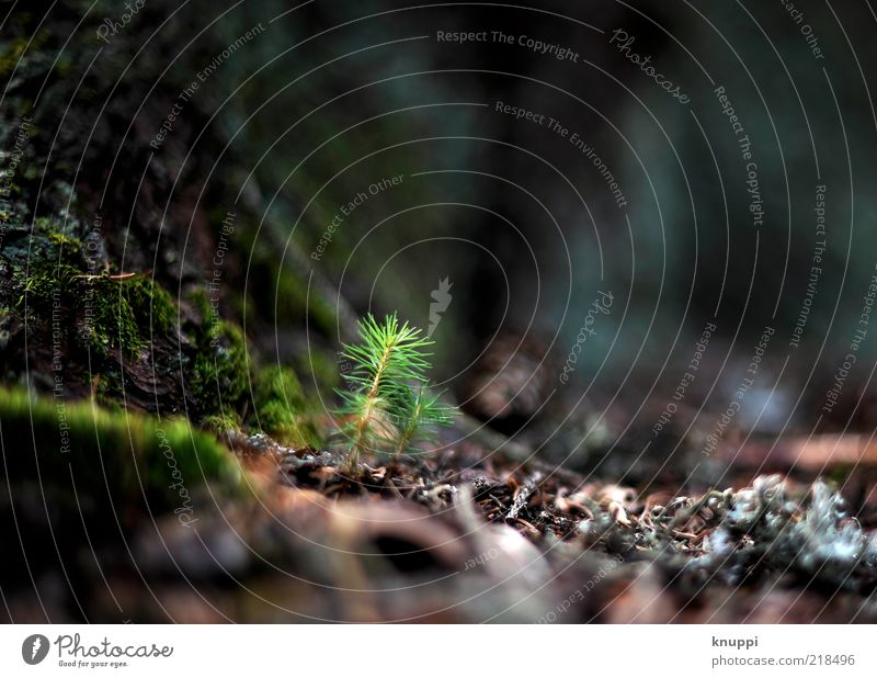 neues Leben am Waldboden Umwelt Natur Pflanze Erde Sonnenlicht Herbst Baum Wachstum frisch ruhig grün braun Baumstamm Farbfoto Außenaufnahme Nahaufnahme