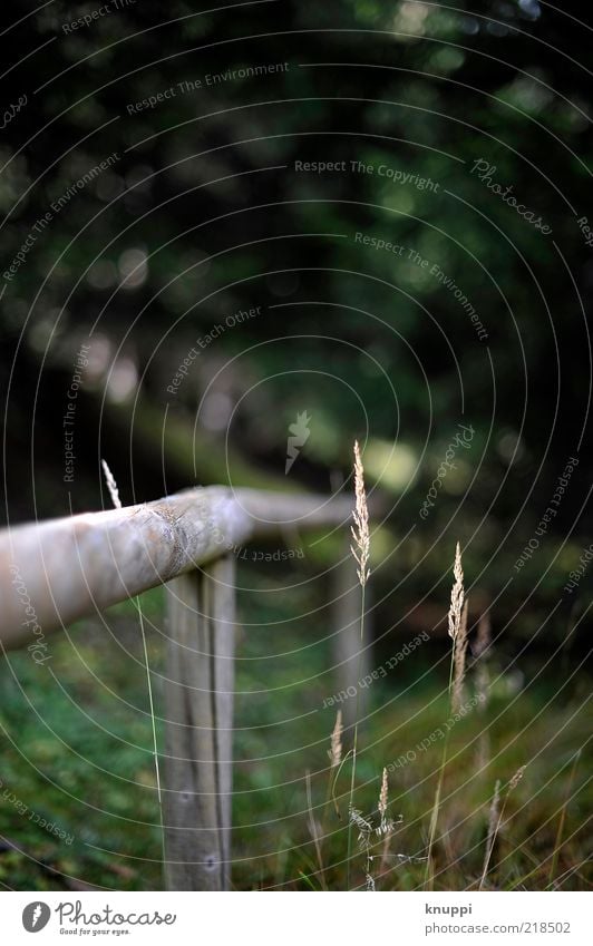 green Umwelt Natur Pflanze Sonnenlicht Gras Grünpflanze Wildpflanze Wald Wachstum dunkel braun grün Waldrand Zaunpfahl Waldlichtung Farbfoto Gedeckte Farben