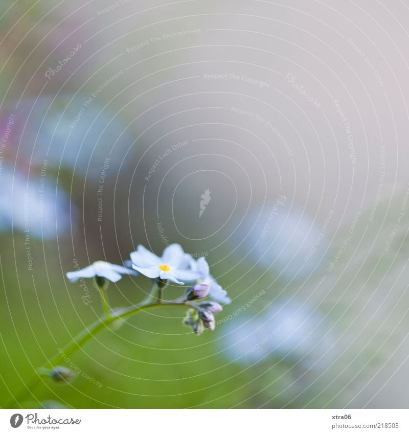 sanfter morgen Umwelt Natur Pflanze Blume Blüte blau grün Farbfoto Außenaufnahme Nahaufnahme Detailaufnahme Textfreiraum oben Morgen Schwache Tiefenschärfe