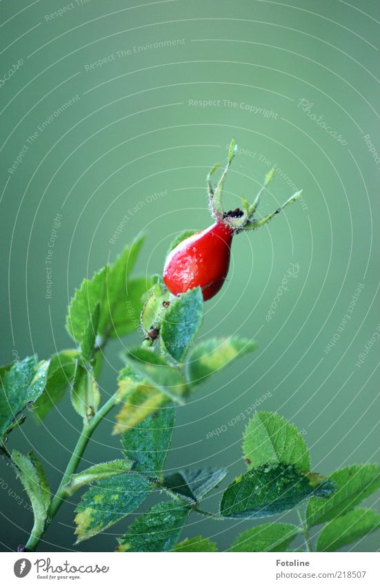 taufrisch Umwelt Natur Pflanze Herbst Sträucher Rose Blatt Wildpflanze hell natürlich grün rot Wildrosen Farbfoto mehrfarbig Außenaufnahme Nahaufnahme