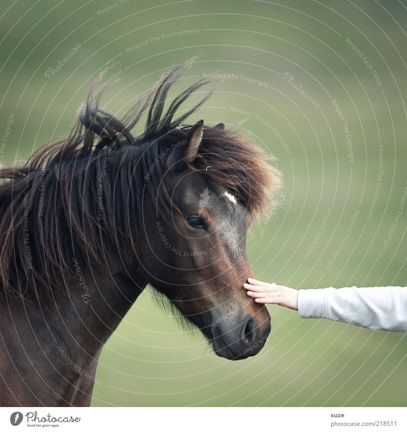 i touch Freundschaft Arme Hand Natur Nutztier Wildtier Pferd Tiergesicht 1 berühren Freundlichkeit natürlich Neugier niedlich schön braun grün Sympathie