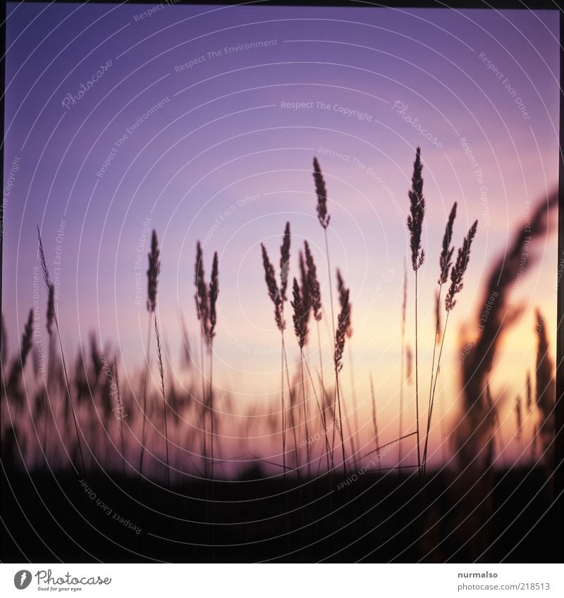 es war Sommer . . . Umwelt Natur Landschaft Pflanze Sonnenaufgang Sonnenuntergang Schönes Wetter Gras Wildpflanze Wiese Feld ästhetisch natürlich schön Stimmung