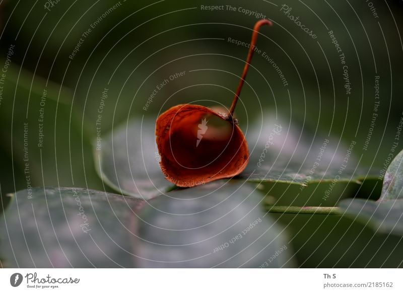 Herbst Natur Pflanze Blatt verblüht ästhetisch authentisch einfach elegant natürlich grün rot Gelassenheit geduldig ruhig einzigartig Farbfoto Außenaufnahme