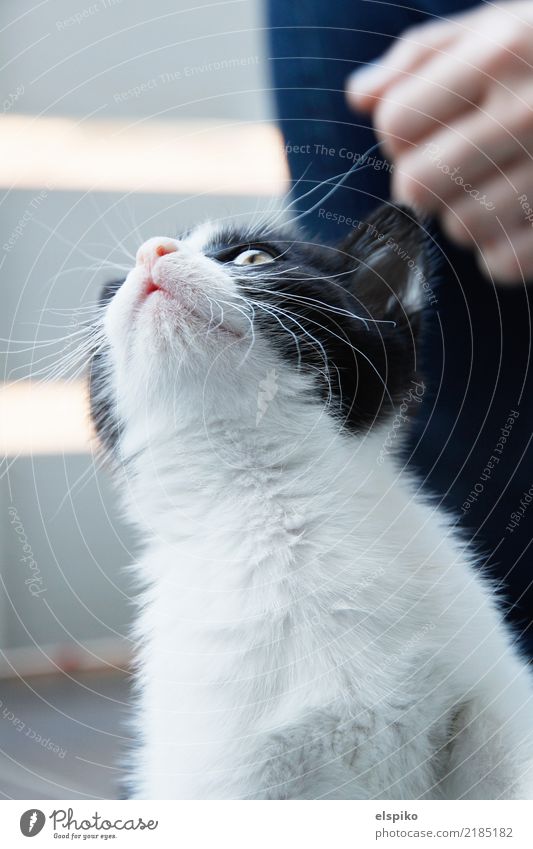 Schau mal! Ein Schmetterling! Tier Haustier Katze Fell 1 schön kuschlig klein nah Neugier niedlich schwarz weiß Katzenbaby Hauskatze Katzenauge Nase Ohr