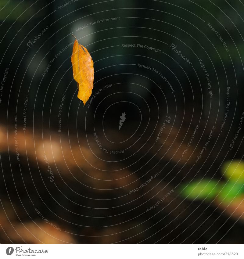 Am Seidenen Faden Umwelt Natur Pflanze Sonnenlicht Herbst Schönes Wetter Baum Blatt Buche Buchenblatt hängen leuchten dehydrieren dunkel trocken braun grün