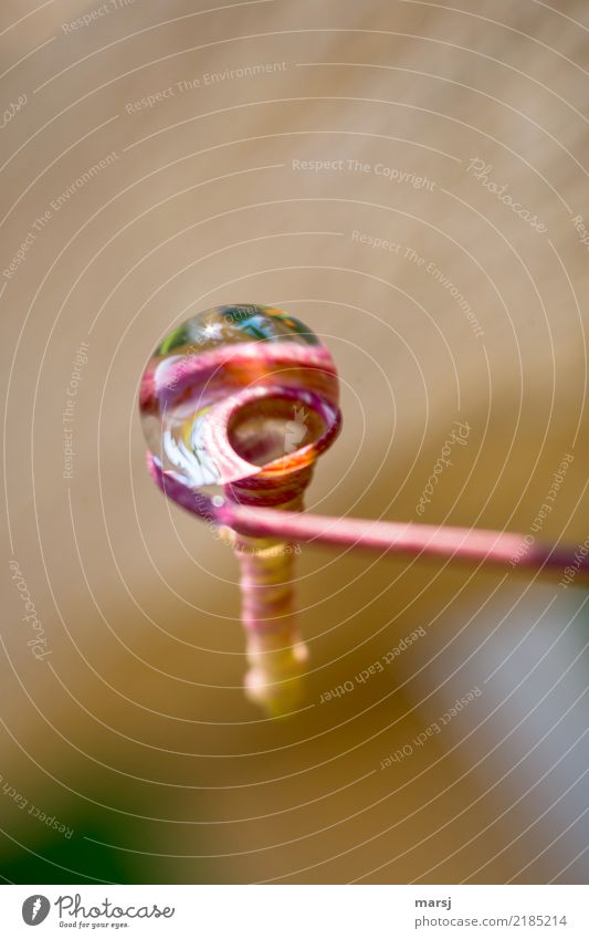 Tröpfchenlupe Leben harmonisch ruhig Meditation Wassertropfen Pflanze Ranke Spirale einfach vergrößert Lupeneffekt Gleichgewicht Natur Pastellton Farbfoto