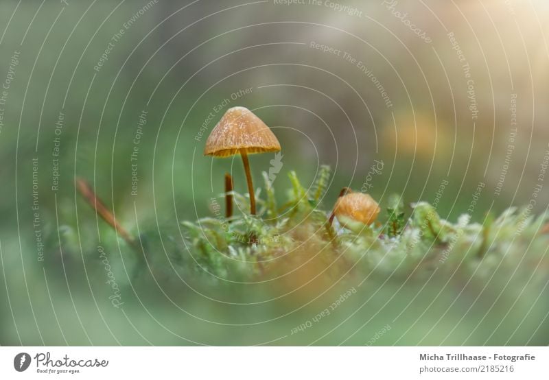 Kleiner Pilz im Moos Umwelt Natur Pflanze Sonne Sonnenlicht Herbst Schönes Wetter Gras Wildpflanze Pilzhut Wald Blühend leuchten dünn glänzend klein natürlich