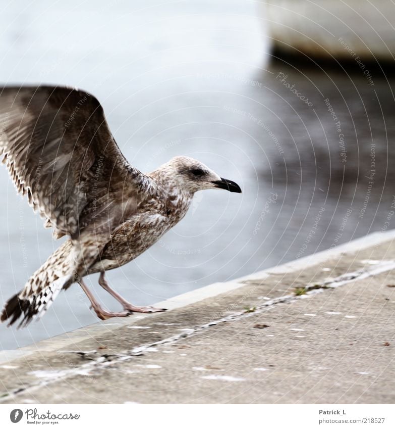 Vogelperspektive Tier Wildtier frei Möwe Schnabel Feder hell nordisch Ostsee Außenaufnahme Morgen Kontrast Bewegungsunschärfe Schwache Tiefenschärfe