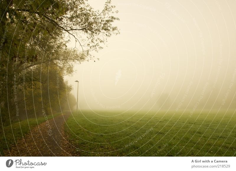 in front of nothingness Umwelt Natur Herbst schlechtes Wetter Nebel Baum Gras Wald Wege & Pfade authentisch außergewöhnlich gruselig schön grün weiß ruhig trist