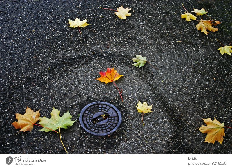 Kreisel Herbst Wetter Regen Blatt Platz Straße Wege & Pfade dunkel trist unten Vergänglichkeit Kanalisation Gully Herbstlaub herbstlich Herbstfärbung Herbstwind