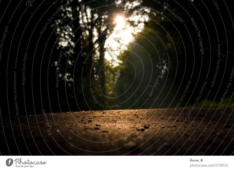 Im Herbst * ruhig Natur Sommer Schönes Wetter Wald Menschenleer Wege & Pfade gold Fußweg Spazierweg Lichtblick Farbfoto Außenaufnahme Textfreiraum links