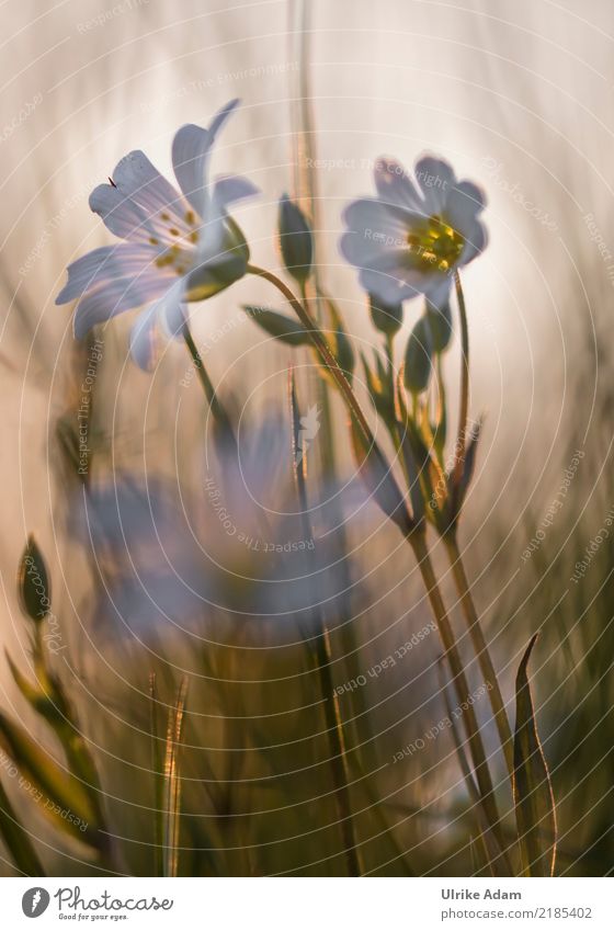 Stermiere im Abendlicht Design harmonisch Wohlgefühl Zufriedenheit ruhig Meditation Dekoration & Verzierung Trauerfeier Beerdigung Natur Pflanze Frühling Sommer