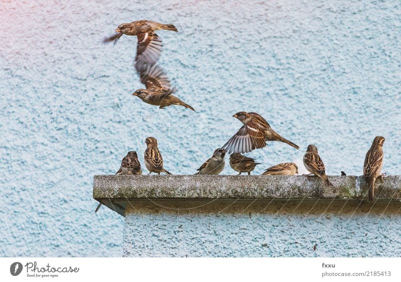 Haussperlinge im Flug Spatz fliegen ausfliegen Freitag Wochenende Vogel