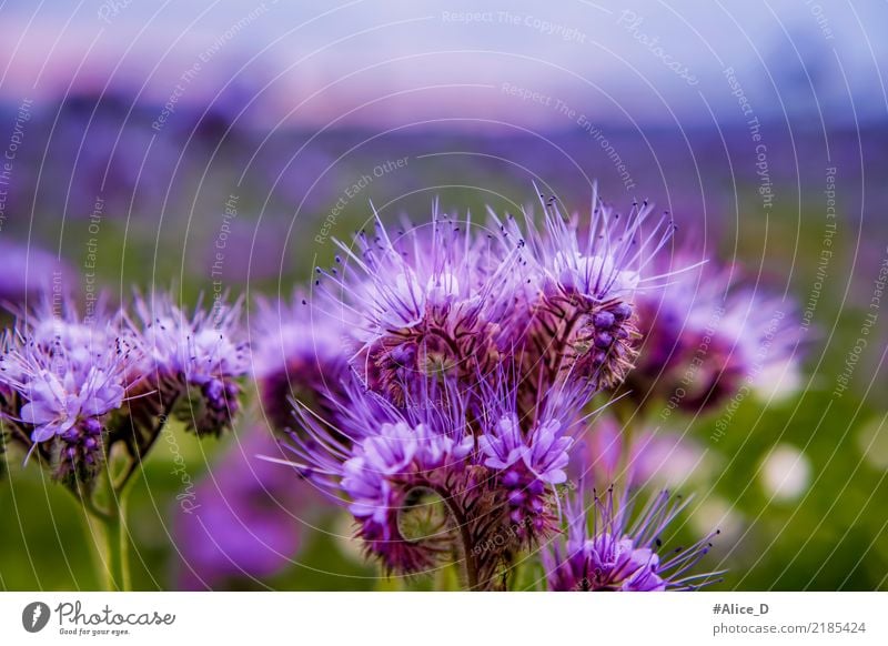 Bienenweide Sommer Natur Landschaft Pflanze Herbst Blüte Nutzpflanze Feld Duft schön natürlich grün violett ruhig Design Erholung Farbe Idylle Klima Perspektive