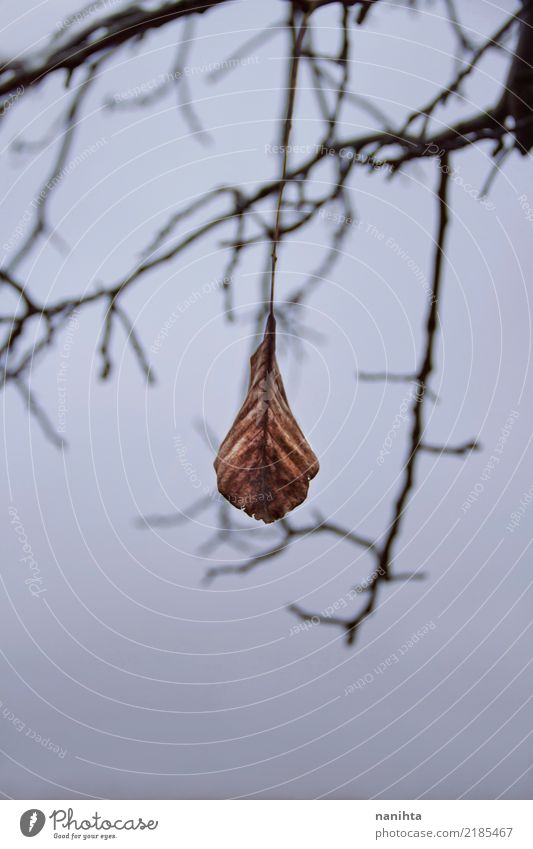 Einsames trockenes Blatt Umwelt Natur Himmel Wolken Herbst Winter Klima Klimawandel Wetter schlechtes Wetter Unwetter Baum alt dunkel authentisch einfach