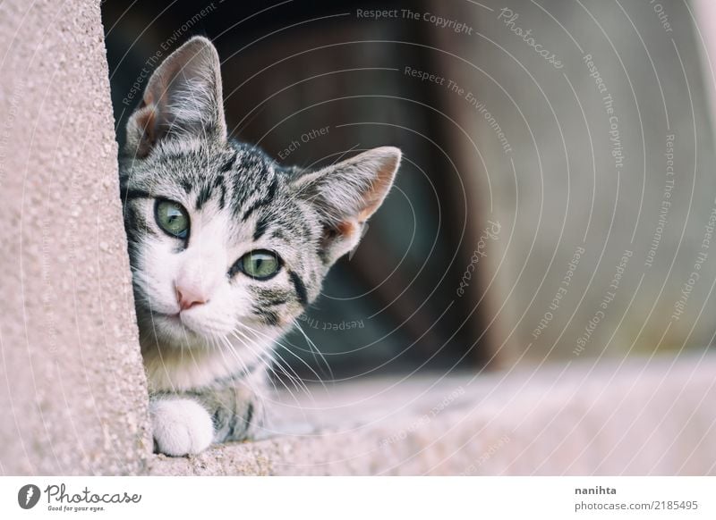 Neugierige und reizende Tabbykatze Tier Haustier Katze Tiergesicht Pfote 1 beobachten authentisch frei Freundlichkeit schön listig nah niedlich wild grau grün