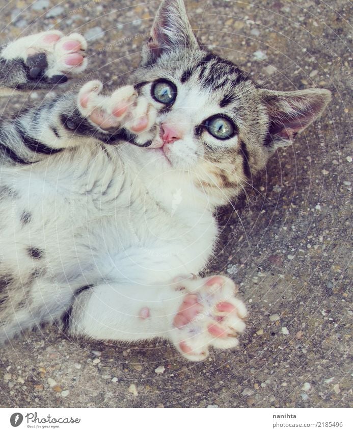 Spielerische Gassenkatze Tier Haustier Katze 1 Tierjunges Stein beobachten genießen Spielen einfach frei Freundlichkeit schön listig lustig Neugier niedlich