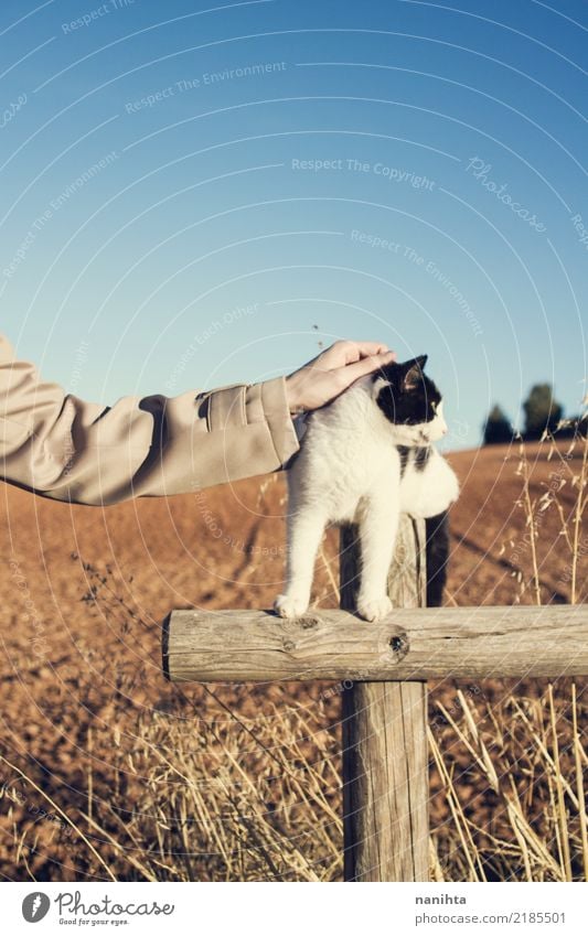 Hand, die eine Katze berührt Mensch androgyn Jugendliche Arme 1 Umwelt Natur Landschaft Erde Sommer Herbst Pflanze Tier Haustier berühren authentisch frei