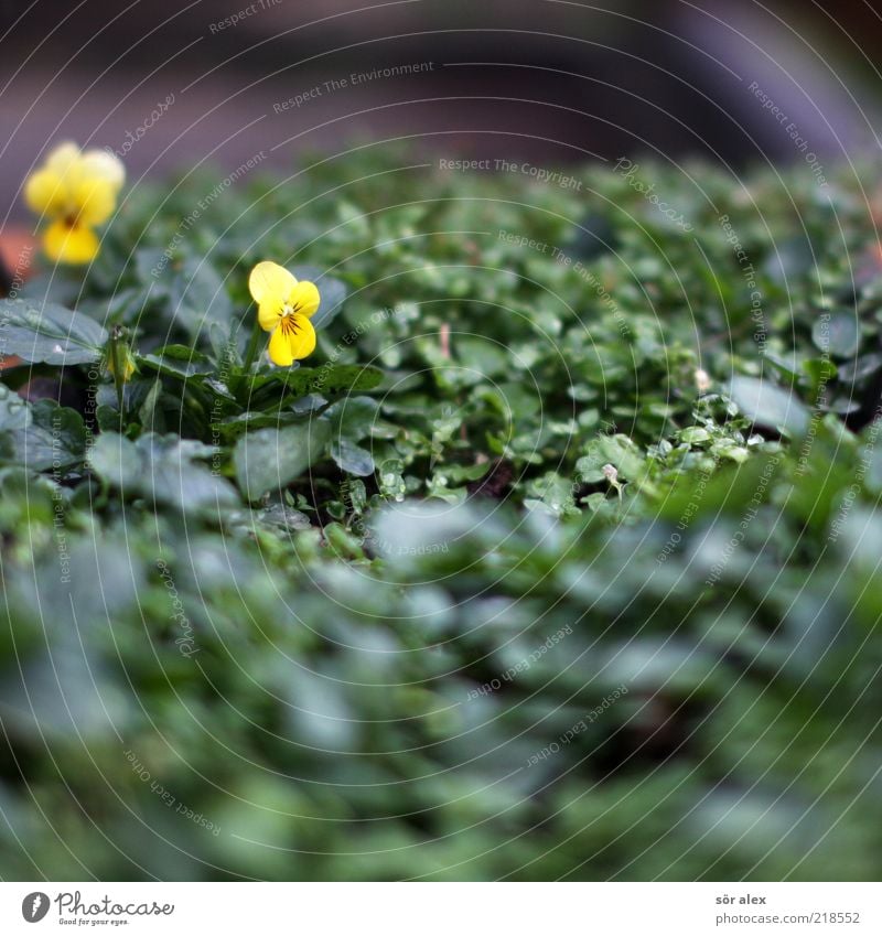 hartnäckige Stiefmütterchen Pflanze Herbst Blume Blatt Blüte Stiefmütterchenblüte Blühend Wachstum Duft schön gelb grün Oktober Farbfoto Außenaufnahme