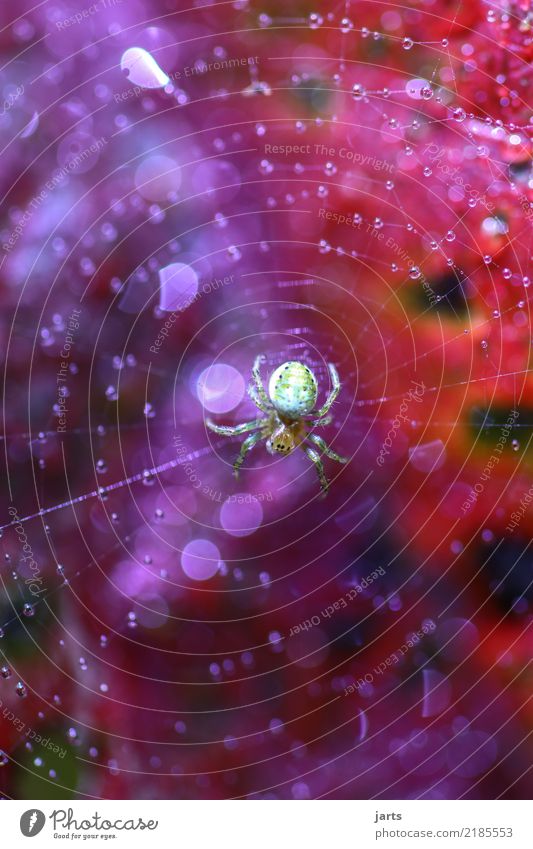 mittendrin II Wassertropfen Herbst Pflanze Blatt Spinne 1 Tier hängen sitzen nass natürlich wild gelb grün violett rot Natur Spinnennetz Halloween Farbfoto