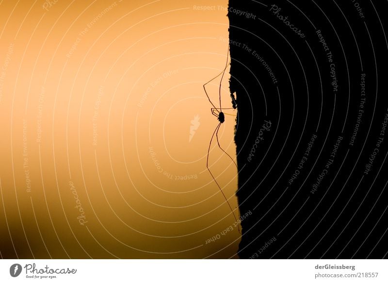 Arachnidae Natur Tier Spinne 1 krabbeln ästhetisch braun gelb schwarz Umwelt Beine dünn Wand Farbfoto Außenaufnahme Nahaufnahme Dämmerung Kontrast Silhouette