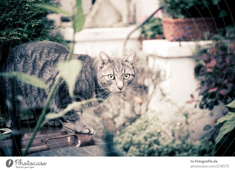 Blickkontakt Pflanze Sträucher Blatt Grünpflanze Topfpflanze Garten Hinterhof Vorgarten Tier Haustier Katze Hauskatze Tigerfellmuster Neugier 1 Müllbehälter