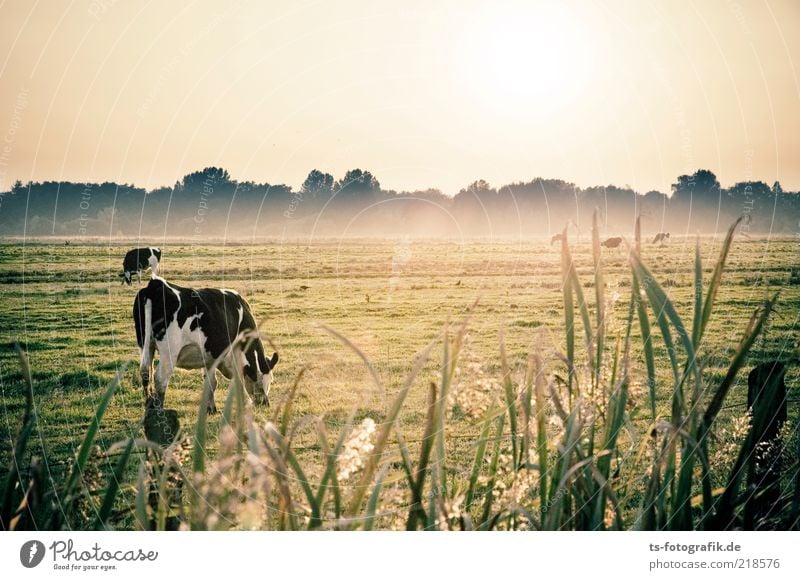 Oktoberwiese II Umwelt Natur Landschaft Pflanze Tier Himmel Schönes Wetter Nebel Gras Grünpflanze Schilfrohr Wiese Weide Grasland Nutztier Kuh 2 natürlich grün