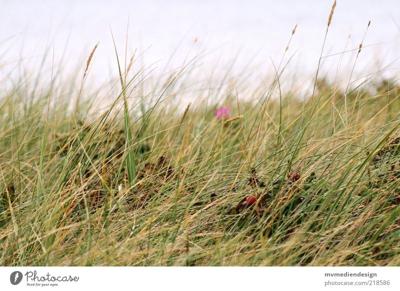 Dünengras Natur Landschaft Pflanze Wind Gras Küste Naturschutzgebiet Lebensraum Sommer Gedeckte Farben Farbfoto