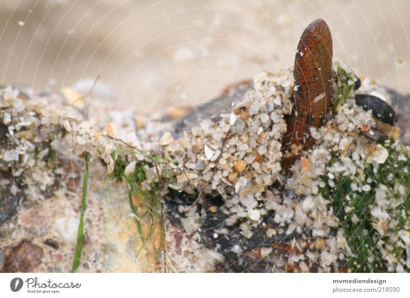 Buhne Umwelt Natur Landschaft Erde Sand Luft Wasser Sommer Küste Strand Nordsee Meer Insel Schutz Sylt Westerland Stahl Algen Kies Leben Wind Stein Muschel