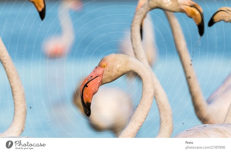 Flamingos Frankreich Wildtier wild rosa Natur exotisch Tier tropisch Nahaufnahme Vogel Feder Lebewesen beobachten