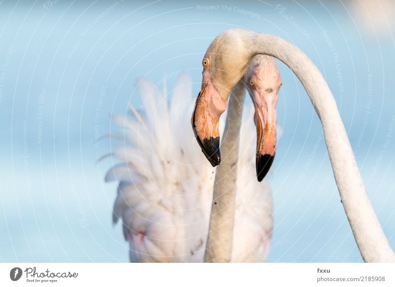 Flamingos Frankreich Wildtier wild rosa Natur exotisch Tier tropisch Nahaufnahme Vogel Feder Lebewesen beobachten