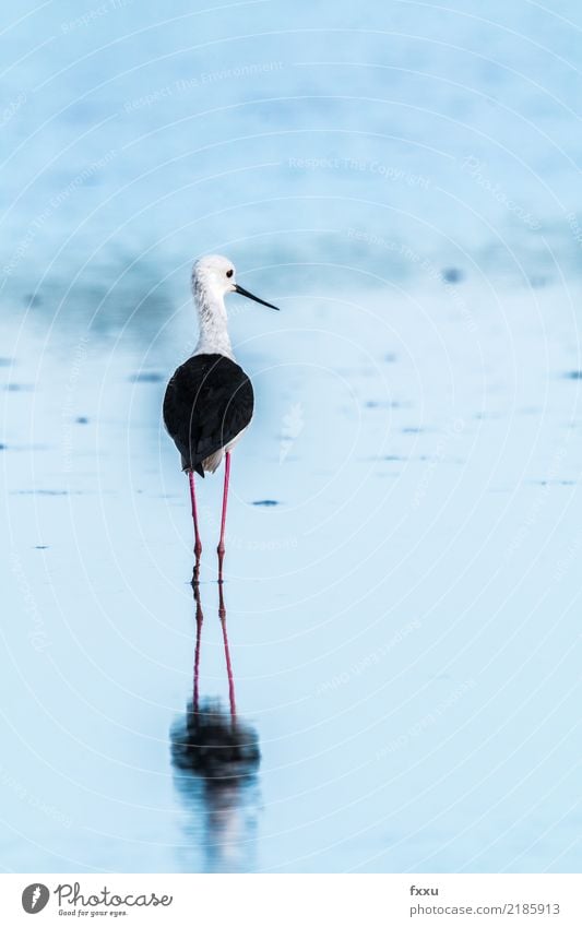 Stelzenläufer stelzenvogel Reflexion & Spiegelung Säbelschnäbler Vogel Watvögel seevogel wasservogel Schwarzweißfoto Natur Camargue Arles