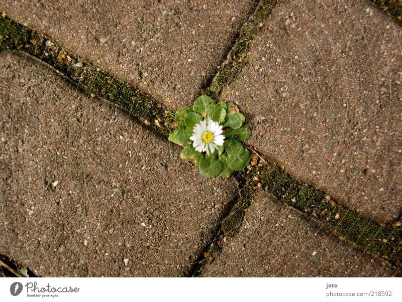 unkraut vergeht nicht Natur Pflanze Blüte Unkraut Platz Wege & Pfade Blühend lustig niedlich Freude Frühlingsgefühle Willensstärke ruhig Überraschung anstrengen