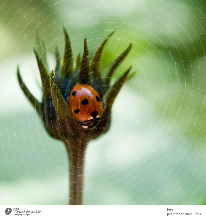 man beachte das kleine herz Natur Pflanze Blume Tier Käfer Marienkäfer krabbeln sitzen ästhetisch Neugier niedlich rot Sicherheit Schutz Geborgenheit Romantik