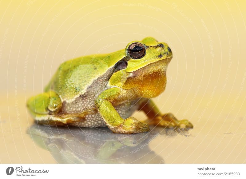 süßer kleiner grüner Frosch schön Gesicht Garten Natur Tier Baum stehen lustig natürlich niedlich schleimig wild Hyla Arborea Amphibie Tierwelt Klebrig Unke