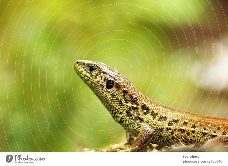 Lacerta agilis Makroporträt schön Haut Gesicht Mann Erwachsene Umwelt Natur Tier Sand klein natürlich niedlich wild braun grün Farbe Lizard Reptil lacerta Kopf