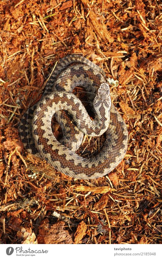 Vipera berus, das auf Waldboden steht schön Natur Tier Wildtier Schlange natürlich wild braun Angst gefährlich Natter giftig Tierwelt Reptil Ottern Gift