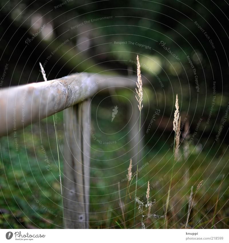 herbstlich-grün Umwelt Natur Pflanze Sonnenlicht Herbst Gras Blüte Grünpflanze Wildpflanze Zaun Zaunpfahl dehydrieren Wachstum alt dunkel braun gelb schwarz