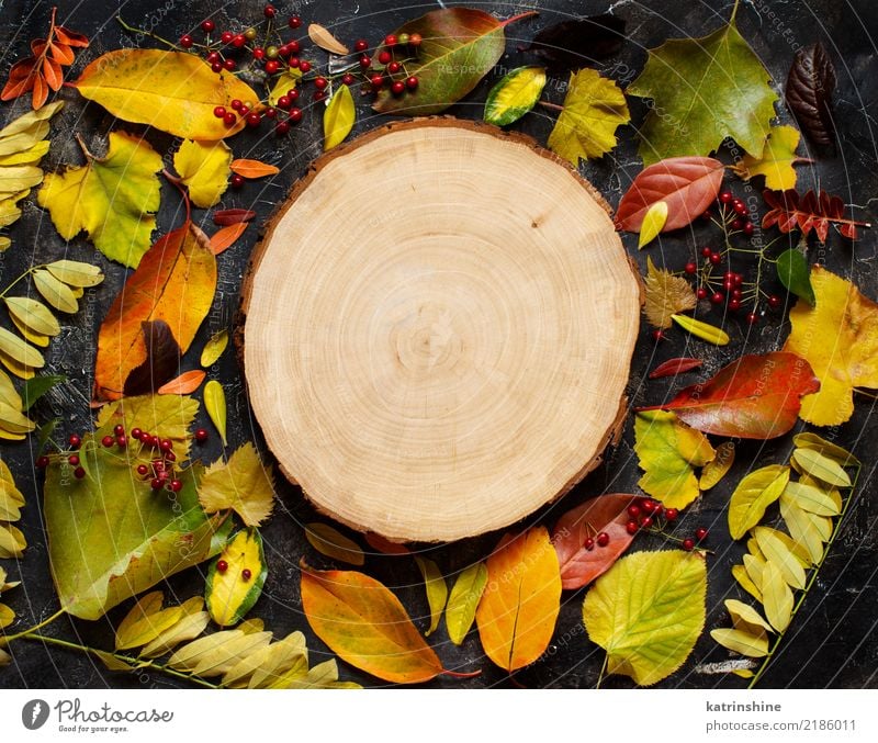 Herbstlaub und Beeren auf einem dunklen Hintergrund Handwerk Blatt Wald Papier Holz dunkel hell braun gelb grün rot Farbe Borte Botanik Ast farbenfroh