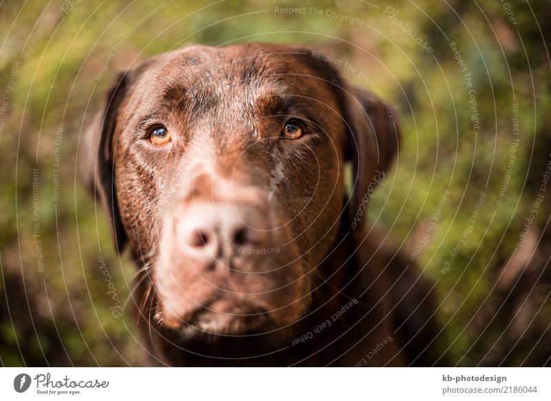 Portrait of a brown Labrador dog Tier Hund Tiergesicht 1 füttern Dog Animal Domestic animal Obedience views Mammal Friend Dog sports Fur Hound Forest Autumn