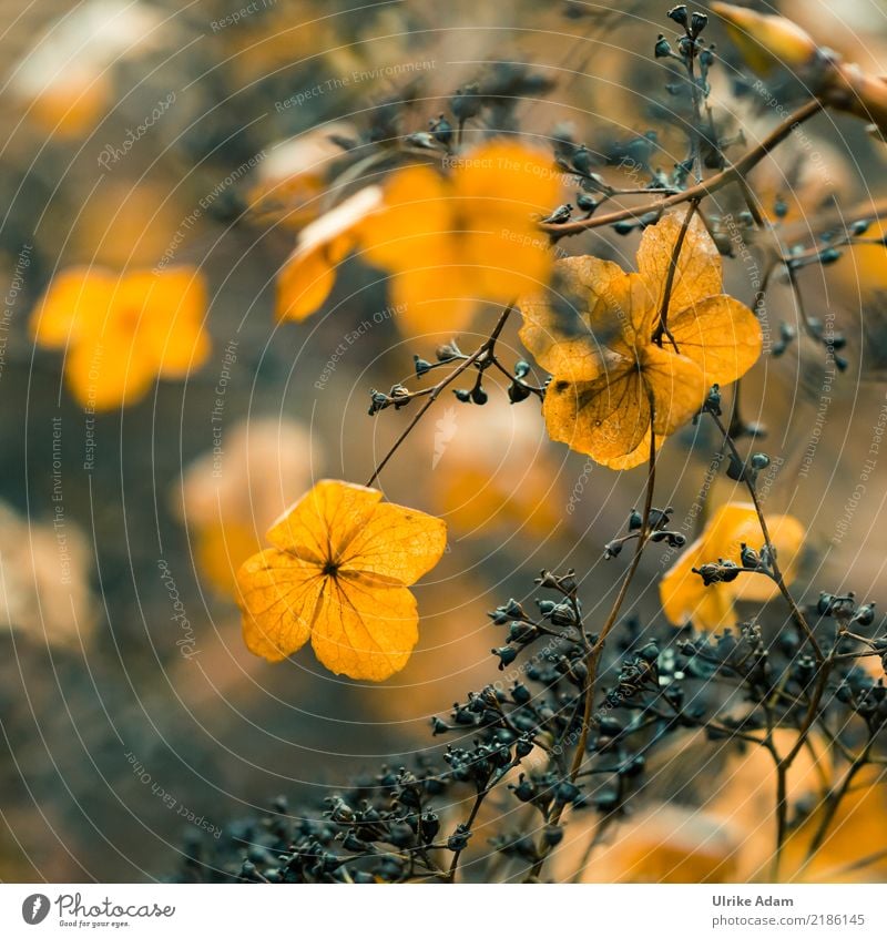 Verblühte Hortensien Natur Pflanze Herbst Blume Blüte Hortensienblüte Garten Park leuchten verblüht Wärme braun orange trösten geduldig ruhig Hoffnung Trauer