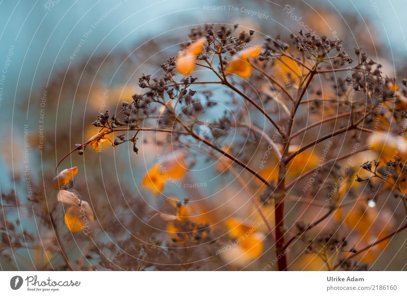 Hortensien im Herbst Natur Pflanze Blume Sträucher Blatt Blüte Hortensienblüte herbstlich filigran Samen Garten Park glänzend leuchten verblüht blau braun