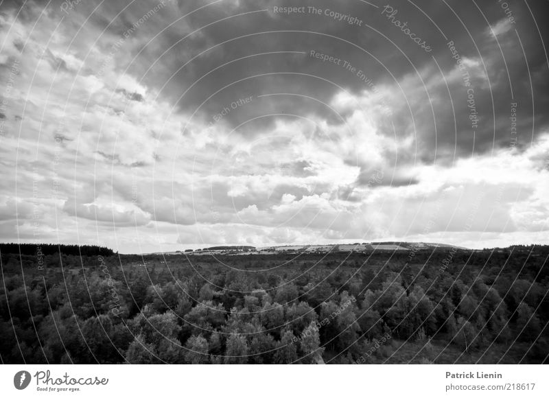 every storm is the day Umwelt Natur Landschaft Pflanze Urelemente Luft Himmel Klima Klimawandel Wetter schlechtes Wetter Unwetter Wind Baum Blick Stimmung